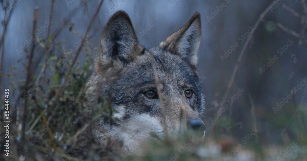 Wolf in the forest with winter background Wolf in the forest with winter background