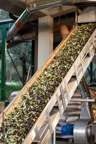 Wallpaper Mural Olive al Frantoio Torontodigital.ca