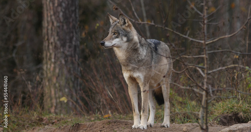 Wolf in the wood at the autumn background