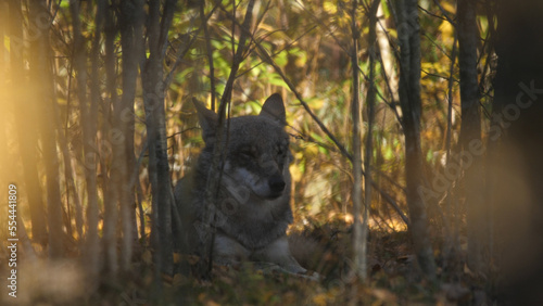 Wolf in the wood with autumn background