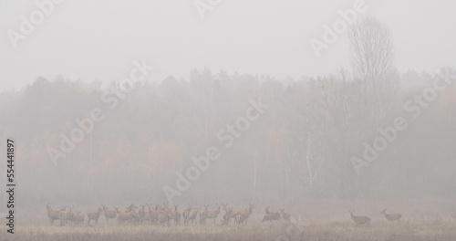 Wallpaper Mural A group of red deer (Cervus elaphus) standing far away from the photographer in an autumn landscape in the morning in the fog Torontodigital.ca
