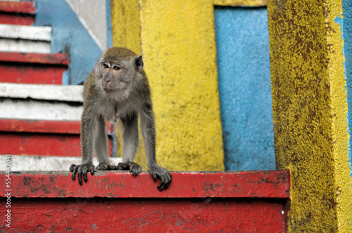 Photography Femelle macaque crabier sur les escaliers des grottes de Batu au nord de Kuala L