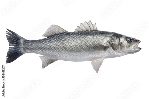 Fresh raw sea bass isolated on a white background.