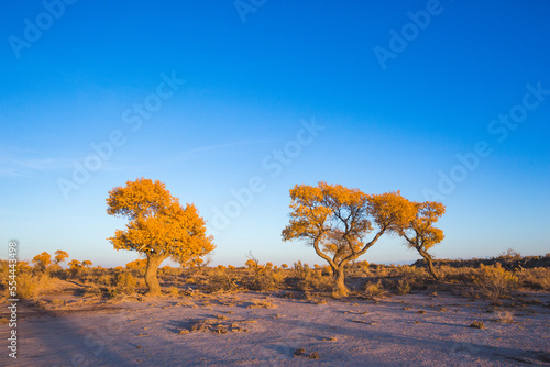 Turanga or poplar variegated in Altyn Emel National Park. Kazakhstan photo