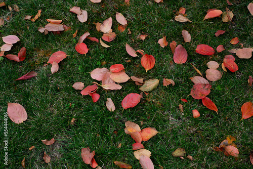 Wallpaper Mural Foglie autunnali Torontodigital.ca