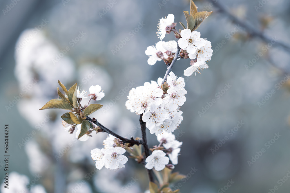 Tinted photo: Blooming branch of fruit cherry in the garden Tinted photo: Blooming branch of fruit cherry in the garden