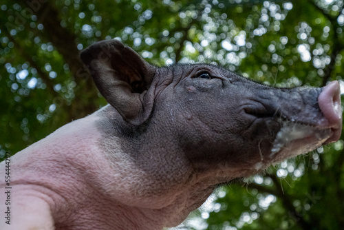 miniature pig portrait, low angle view