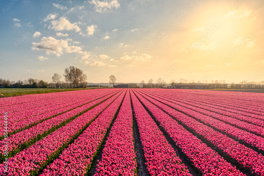 Landscape of a fields of pink tulips / bulb field near Warmenhuizen, The Netherlands.