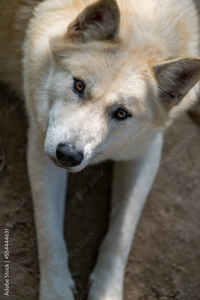 Obraz premium wolf portrait from high angle view