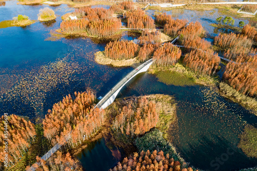 Fototapeta Naklejka Na Ścianę i Meble -  Aerial photography of red metasequoia forest in Aixi Lake Wetland Park, Nanchang, Jiangxi, China
