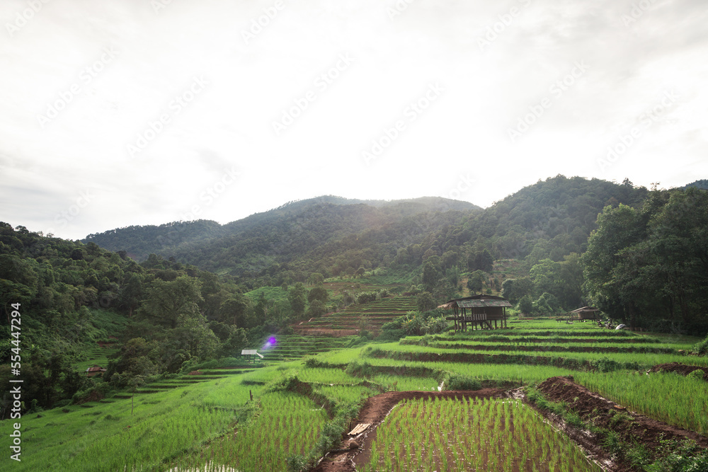 Rice field terraced behind the mountain. The house for tourist to rest and enjoy there in Chiang mai, Thailand.