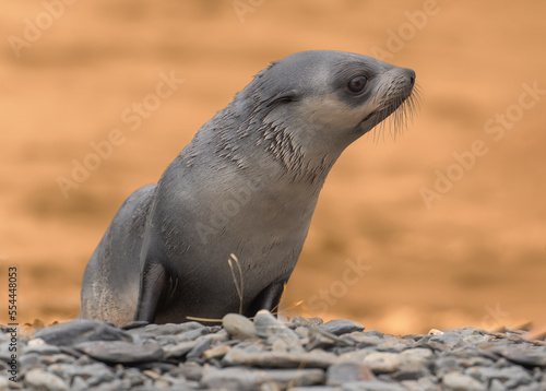 Junger Antarktischer Seebär , antarktisches Pelzrobben - Baby (Arctocephalus gazella) in Südgeorgien in ihrer natürlichen Umgebung