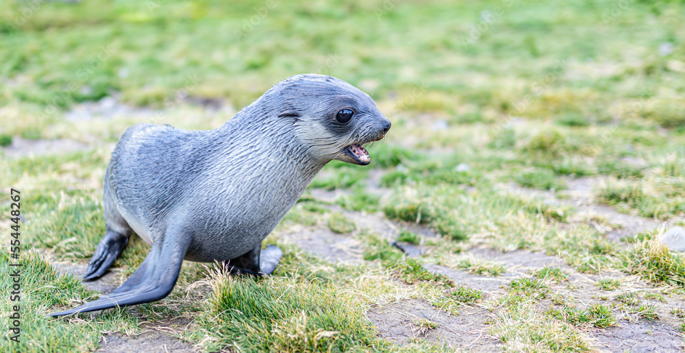 Obraz premium Junger Antarktischer Seebär , antarktisches Pelzrobben - Baby (Arctocephalus gazella) in Südgeorgien in ihrer natürlichen Umgebung 
