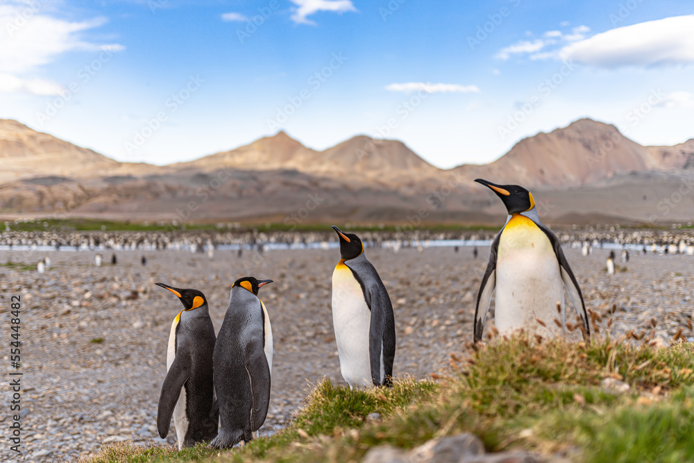 Fototapeta premium Nordküste Südgeorgiens - Blick vom Strand der Whistle Cove in der Fortuna Bay - einer der malerischsten Orte Südgeorgiens, Fortuna Bay, ist auch ein beliebter Königspinguin Pinguin-Treffpunkt