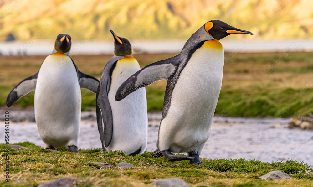 Fototapeta premium Nordküste Südgeorgiens - Blick vom Strand der Whistle Cove in der Fortuna Bay - einer der malerischsten Orte Südgeorgiens, Fortuna Bay, ist auch ein beliebter Königspinguin Pinguin-Treffpunkt