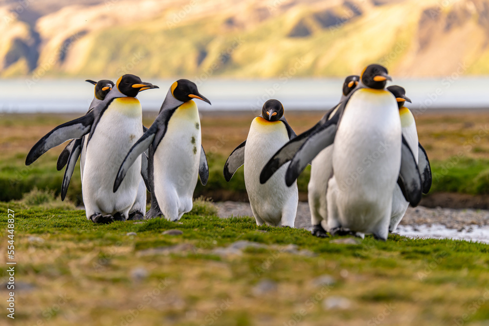 Fototapeta premium Nordküste Südgeorgiens - Blick vom Strand der Whistle Cove in der Fortuna Bay - einer der malerischsten Orte Südgeorgiens, Fortuna Bay, ist auch ein beliebter Königspinguin Pinguin-Treffpunkt