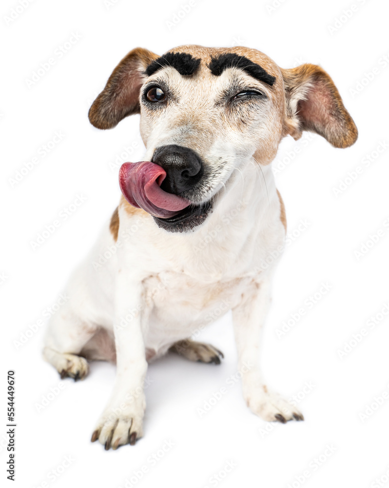 Funny silly dog portrait licking hungry face tongue out with big black eyebrows. Looking at camera after eating. Winking joking emotions. Happy meme dog winking one eye closed