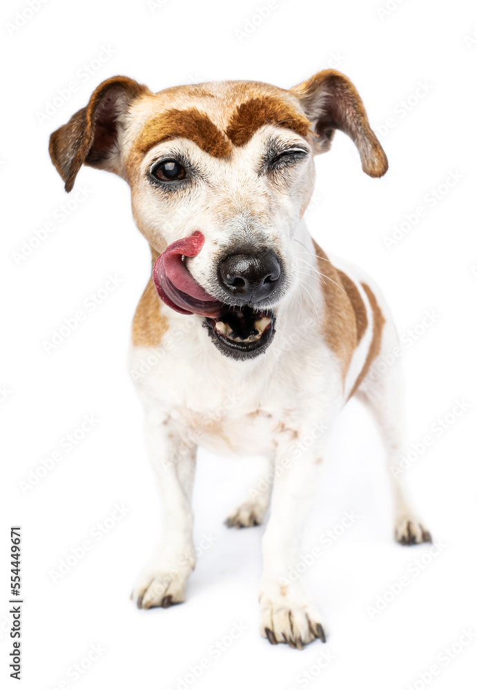Fototapeta premium Licking hungry adorable small dog Jack Russell terrier isolated on white. Big silly artificial brown eyebrows. sly face stares at you intently. Animal on white photo series