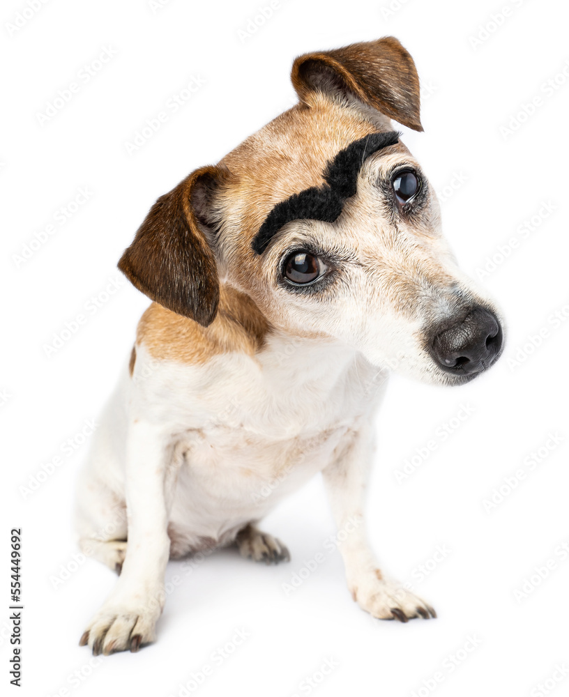 Confused surprised looking at camera dog Jack Russell terrier with big black funny eyebrows. Waiting for explanations. Pet isolated on white full. full height dog staring at you carefully