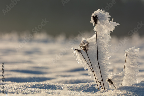 frozen - ice sculpture