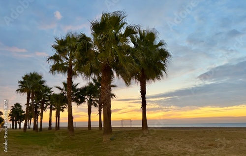 palm trees at sunset, pineda de mar, spain