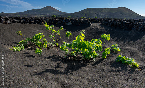 Weinanbaugebiet in La Geria, Lanzarote, Kanaren, Spanien photo