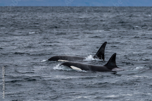 Orcas © lorenzoragazzi