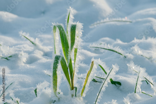 Równina, pola i łąki pokryte warstwą śniegu. Jest mroźny, słoneczny poranek. Gałęzie drzew, wystające spod śniegu źdźbła zbóż, suche badyle chwastów pokryte są kryształami szronu.
