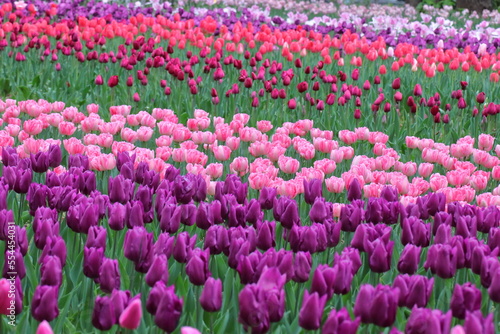 Wallpaper Mural 色とりどりに咲き誇る赤白黄色 Torontodigital.ca