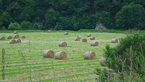 Hay bales in the field photo