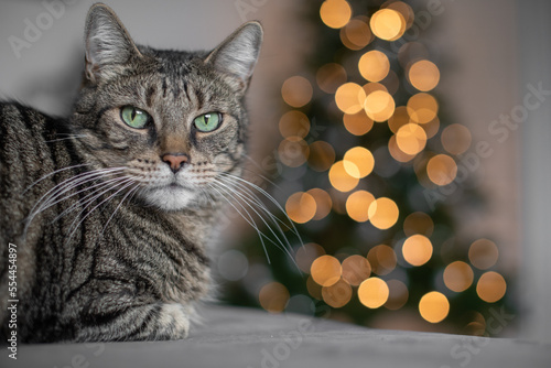 Portrait von einer gestreiften Katze mit Bokeh von den Lichtern am Weihnachtsbaum im Hintergrund