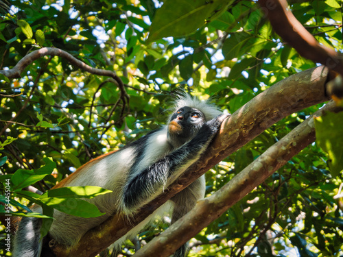 Relaxing monkey on a branch in the tropical jungle of Zanzibar