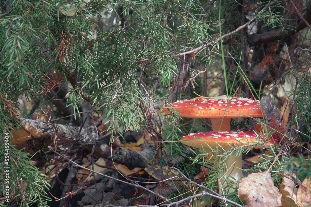 Obraz premium Fly agaric with a red cap on a white leg stands in the forest among dry leaves, poisonous mushrooms. Cosmetic mushrooms.