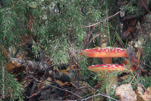 Fly agaric with a red cap on a white leg stands in the forest among dry leaves, poisonous mushrooms. Cosmetic mushrooms.