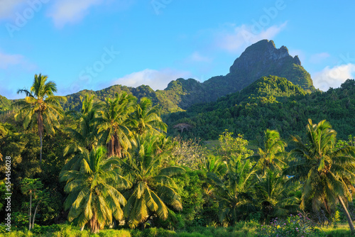 Landscape on the tropical island of Rarotonga  Cook Islands. In the foreground is a coastal grove of palm trees  with heavily forested Mount Ikurangi behind
