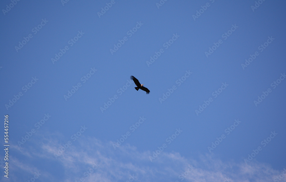 condor flying in the celestial sky. large bird in the sky as if it were a plane