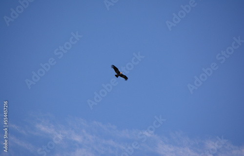 condor flying in the celestial sky. large bird in the sky as if it were a plane