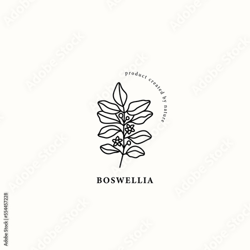 Line art boswellia plant illustration