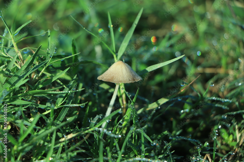 Mushroom Light, Fantasy Mushroom, Jungle, Forest Mushroom, Jungle Background, fantasy. Mushroom Light, Fantasy Mushroom, Jungle, Forest Mushroom, Jungle Background, fantasy.