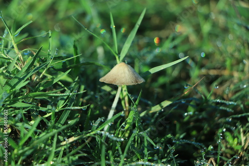 Mushroom Light, Fantasy Mushroom, Jungle, Forest Mushroom, Jungle Background, fantasy.