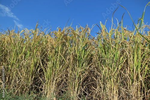 Close up rice field and sun sky