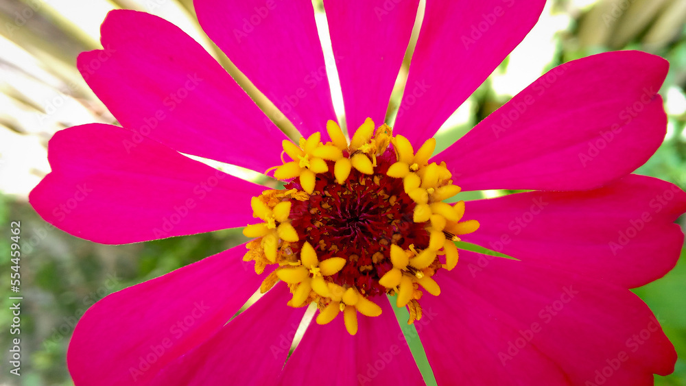 Zinnia flower bloom on the morning Zinnia flower bloom on the morning