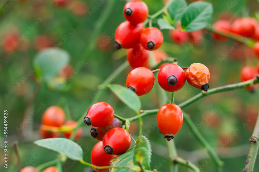 Ripened rose hips on shrub branches, red healthy fruits of Rosa canina plant, late autumn harvest Ripened rose hips on shrub branches, red healthy fruits of Rosa canina plant, late autumn harvest