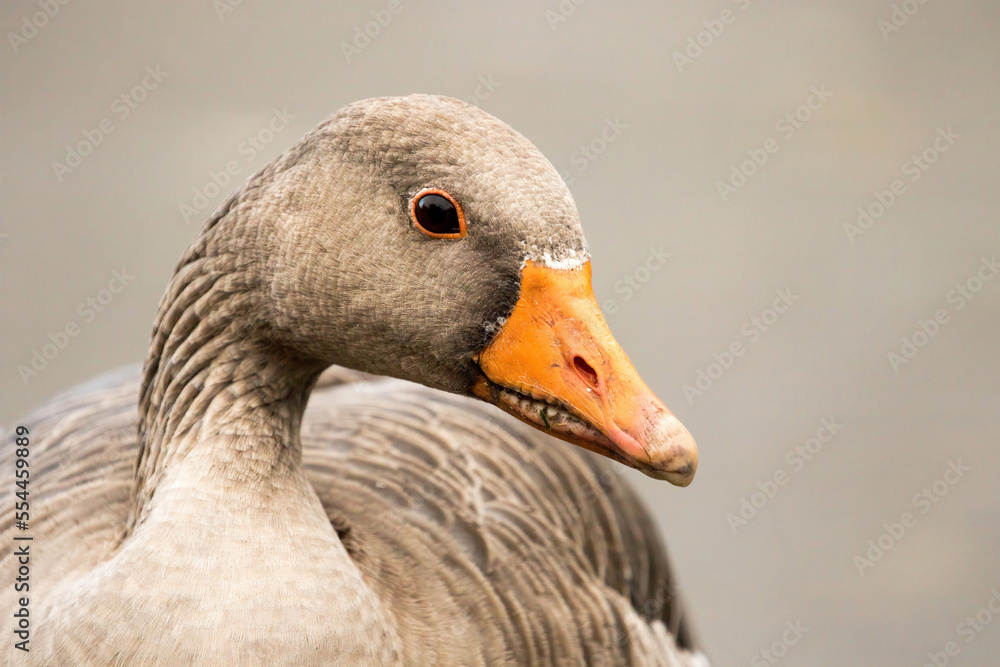 Adult Greylag Goose locks eyes with the camera, showcasing its stunning greyish-brown plumage and vibrant orange beak. Adult Greylag Goose locks eyes with the camera, showcasing its stunning greyish-brown plumage and vibrant orange beak.