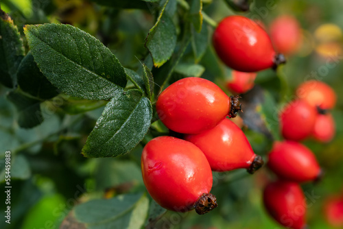 Briar Rose Rosehip in the garden. Rosa canina