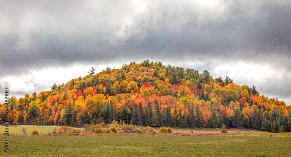 Naklejka premium Colourful mountain with trees in full autumn colours in Chelsea, Quebec, Canada