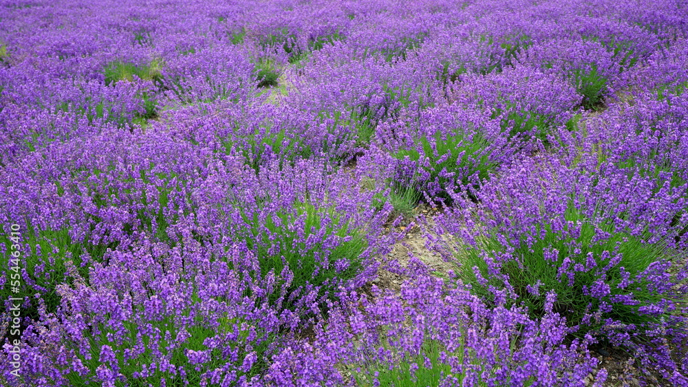 Naklejka premium Violet flowers, lavender field in Hokkaido