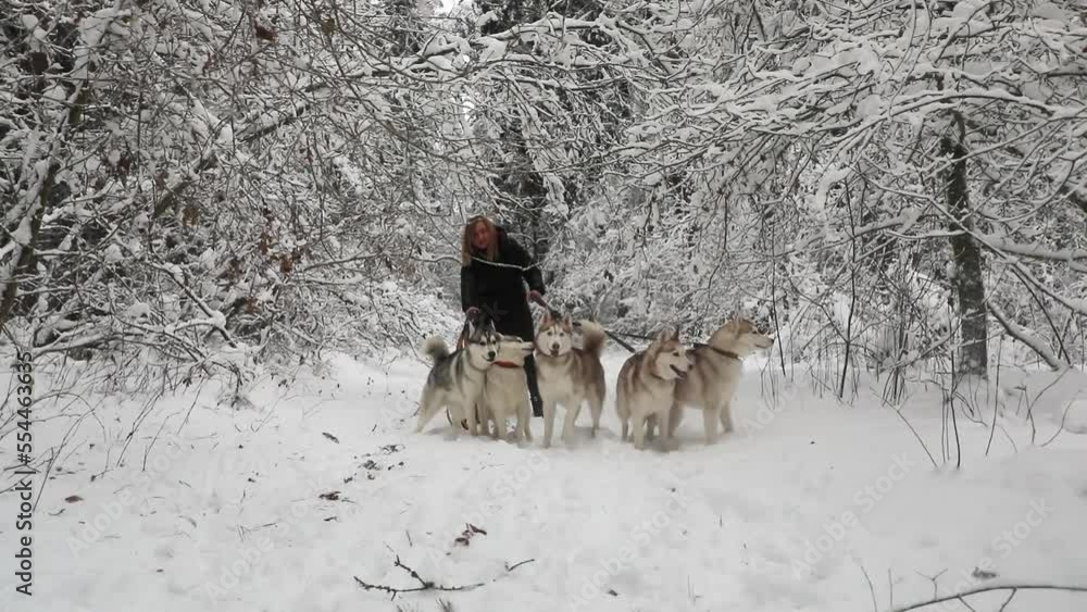Breeder of dogs with their sled dogs in the winter forest
Breeder of dogs with their sled dogs in the winter forest