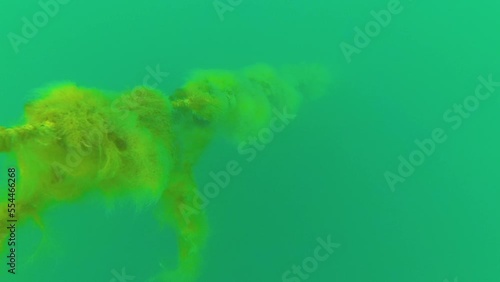 Hydroid polyps and algae on a rope in the sea water column in the Black Sea photo