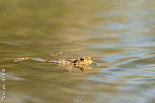 Common toad swimming in a pond